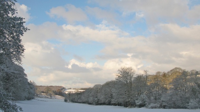 The Buttercup Field In Winter